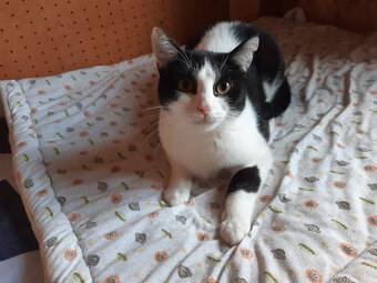 Rozárka hledá pro sebe a mámu Macinku společný domov - 2