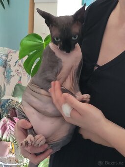 Kanadský sphynx - 2