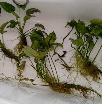 Akvarijní rostliny - 2
