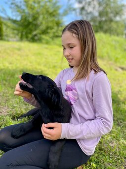 Štěně Flat coated retriever - 2