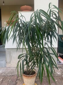 Ficus binnendijkii - 2