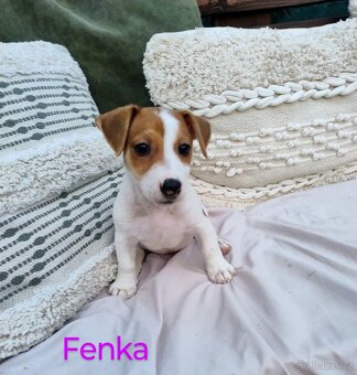 Jack Russell teriér - 2