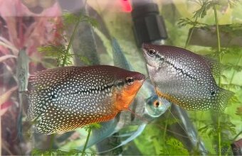 Čichavec Perleťový Samice - 2