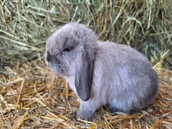 Zakrslý beránek s PP - 2