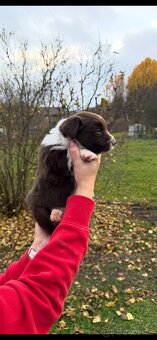 Border kolie s PP - 2