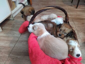 Štěňátka křížence MOMENTÁLNĚ VŠICHNI REZERVOVÁNI - 2