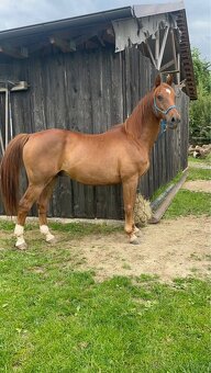 Český teplokrevník - 2