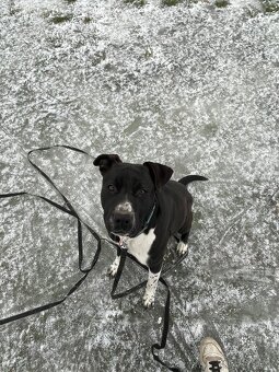 Nabízím psa do dobrých rukou 🐾 - 2