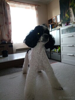 Pudlik  ke krytí - 2