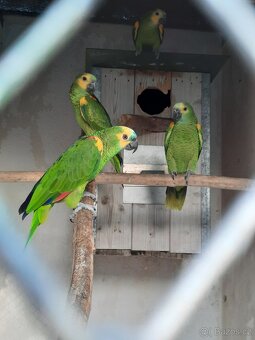 Amazoňan modročelý jižní - xanthopteryx - 2