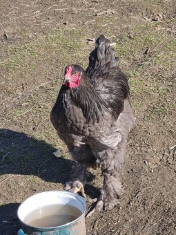 Brahmanka velká kohout - 2