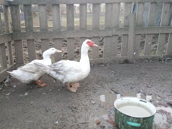 Pižmová kachna - 2