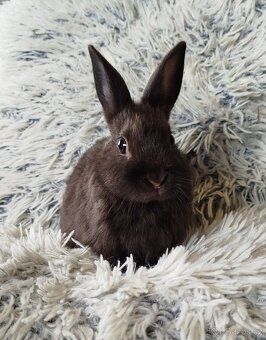 Zakrslý králík - 2