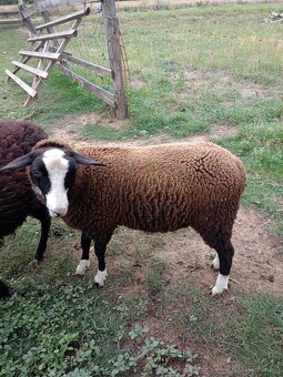 Beran Zwartbles - 2