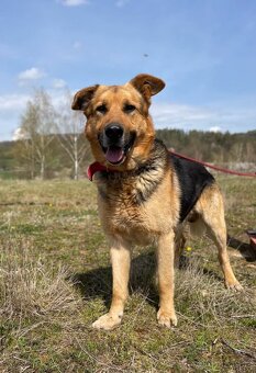 ENZO - psík 4 roky - 2