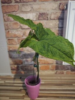 Syngonium podophyllum Mojito - 2