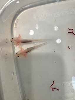 Axolotl mexický - vodní dráček - 2