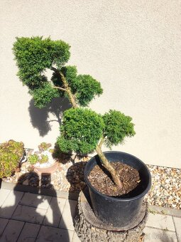 Tvarovaný strom, bonsai, niwaki, yamadori - 2