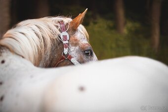 Připouštění Appaloosa - 2