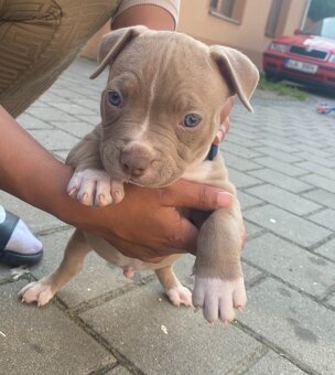 American Bully - 2
