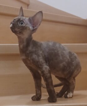 Devon Rex - 2