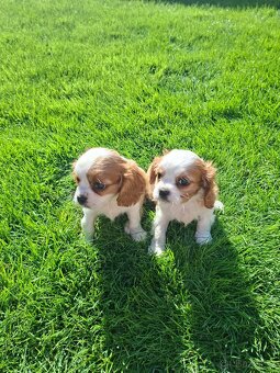 Kavalir king charles spaniel - 2