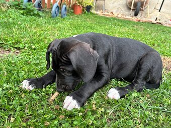Štěňátka Pitbull X stafordširský bulteriér - 2