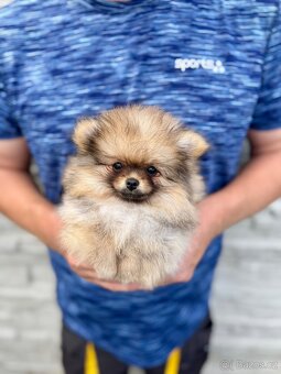 Pomeranian fenka - 2