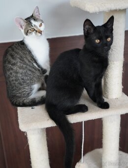 Kocourci k adopci ❤kastrovaní, zvyklí v bytě - 2