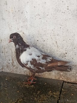 Prodám letošní holuby Český Stavák a Poštovní holub - 2
