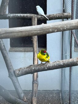 Kakarici,korela,andulka,penant - 2