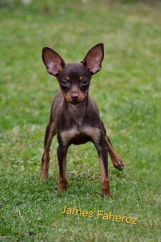 Pražský krysařík s PP FCI - 2