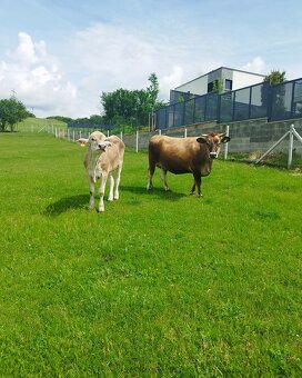 Prodám jalovice BIO - 2