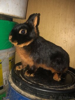 Zakrslí králíci - 2