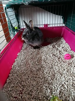 Zakrslí Králík - 2