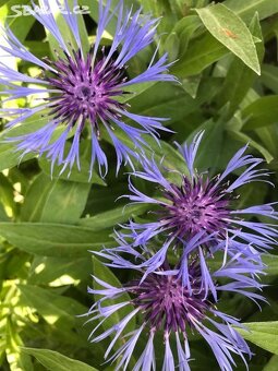 TRVALKY - mladé rostlinky - 2