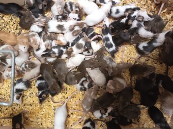 Myš laboratorní barevná na zkrm- Hodně - 2