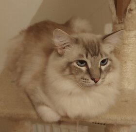 Ragdoll kocur na krytie - 2