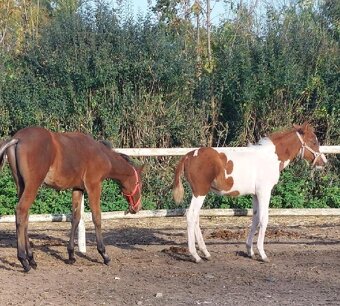 Prodám kobylku  podílovou american  paint horse. - 2