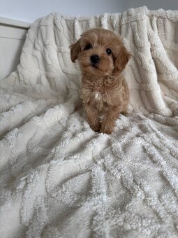 Cavapoo s pp/ registrací - 2
