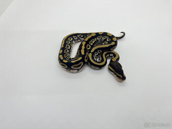Krajta královská (Python regius) - 2
