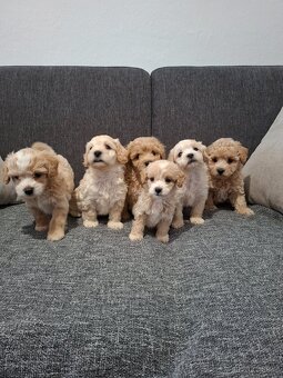 Maltipoo - 2