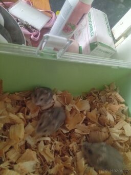 Mláďata křečků džungarských - 2