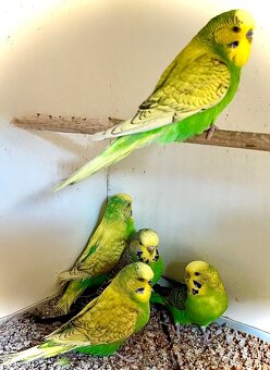 Andulky , žebříčky - 2