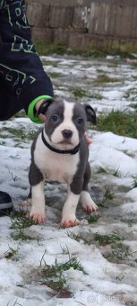 Stafordšírský bulterier - 2