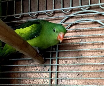 Papoušek horský - 2