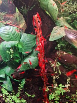 akvarijní krevetky Neocaridina Bloody Mary - 2