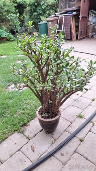 tlustice Crassula - 2
