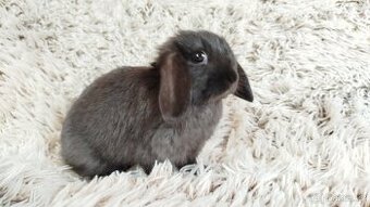 Zakrslý beránek, králíček, králík - ELLA - 2