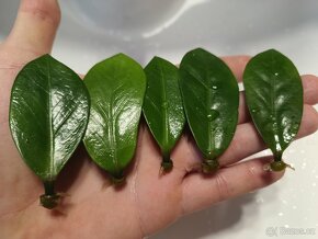 Zamioculcas Zamiifolia 4+1 zdarma - 2